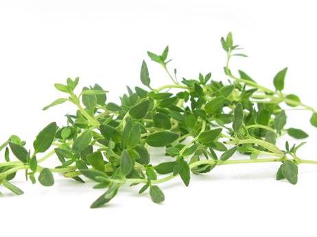 Thyme-1.jpg